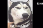 哈士奇一听说要去"理发"一脸老子弄死你的表情
