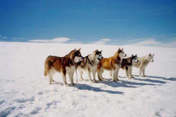 温顺的大型犬有哪些？十大温顺大型犬排行榜！是你最爱的狗狗吗？