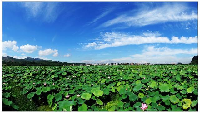 广西一个镇，为莲藕之乡、是远近闻名的物流集散地