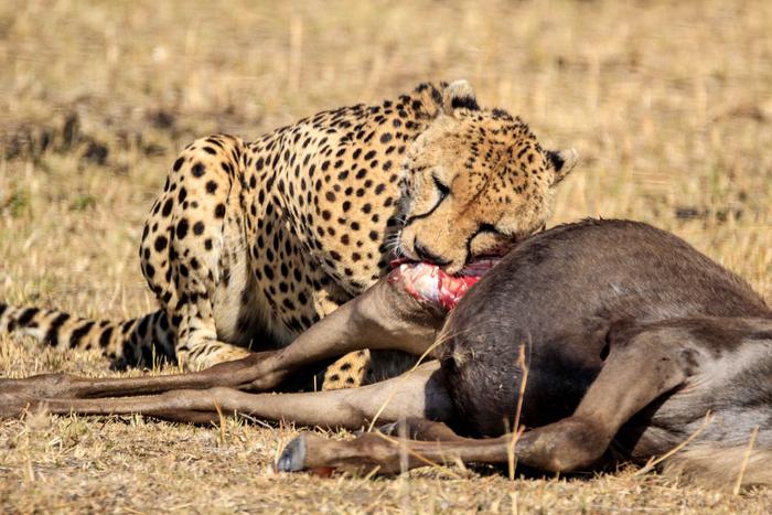 东非大草原上的猎豹：陆地上跑得最快的动物