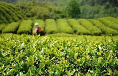 栽培技术：标准化生产有机茶效益高