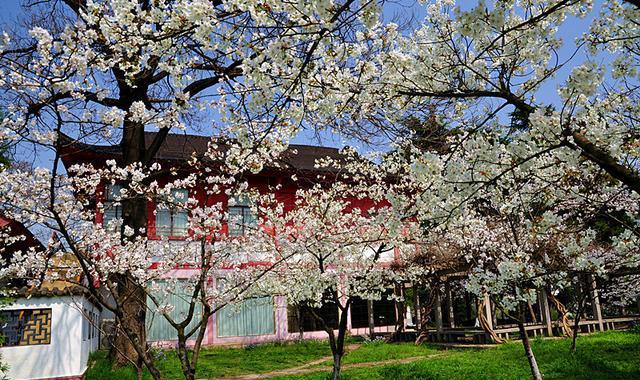 一起去看场“樱花雨” 常州及周边赏樱地图