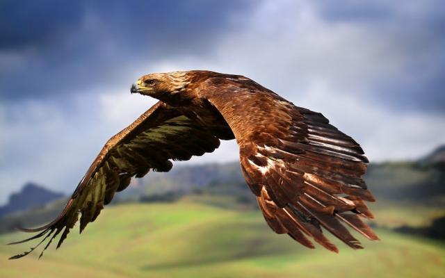 心理学：哪只飞翔的雄鹰最吸引你？测你人生的bgm是什么