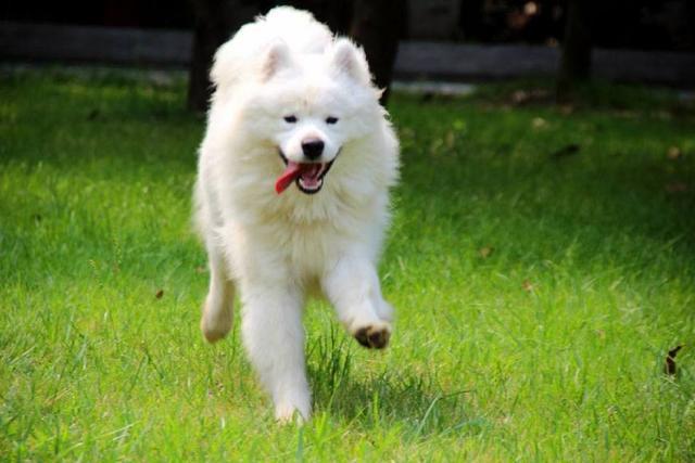 温顺的大型犬有哪些？十大温顺大型犬排行榜！是你最爱的狗狗吗？