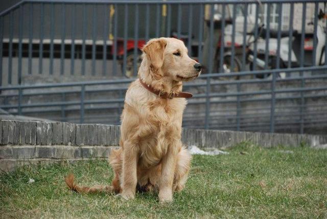 温顺的大型犬有哪些？十大温顺大型犬排行榜！是你最爱的狗狗吗？