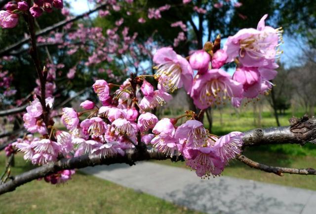 一起去看场“樱花雨” 常州及周边赏樱地图