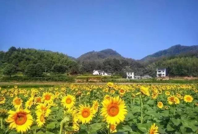 徽州文化旅游风景道｜领略绝美风光，体验徽州文化