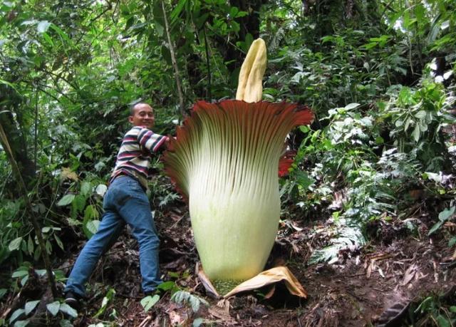 世界十大热带雨林植物 样子千奇百怪的植物