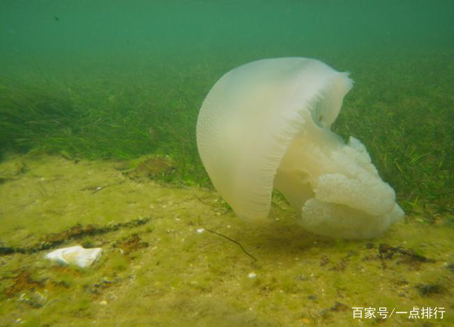 世界十大最美水母 美丽而又危险的生物