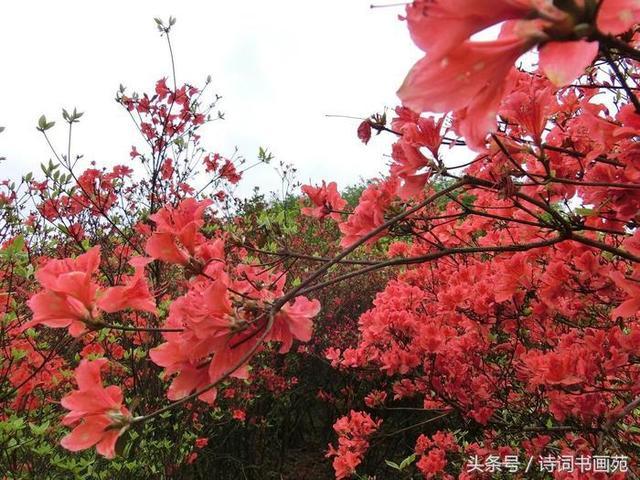 五一休假哪里去？奉嘎山奇石、映山红等你来！