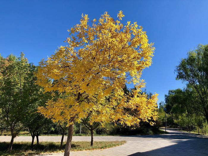 金秋十月：金黄色白蜡树、蔚蓝天空，北京奥林匹克公园