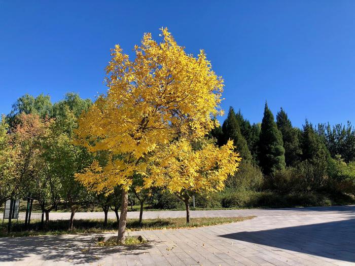 金秋十月：金黄色白蜡树、蔚蓝天空，北京奥林匹克公园