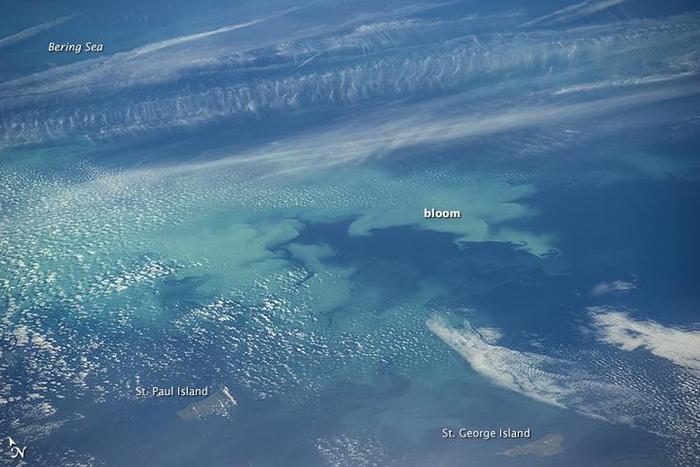 奇特！NASA卫星确认，北冰洋边缘海水变绿了！是全球变暖了吗？