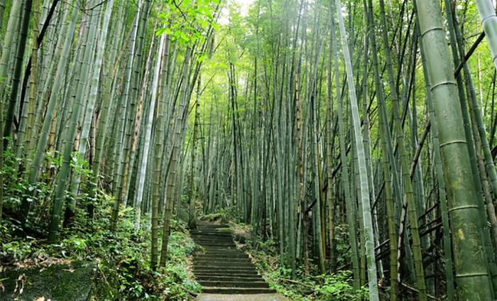 湖南长沙周末周边游玩好去处之，浏阳大围山国家森林公园