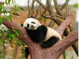 “国宝”大熊猫的寿命一般是多久，死后又是怎么处理的，你知道吗