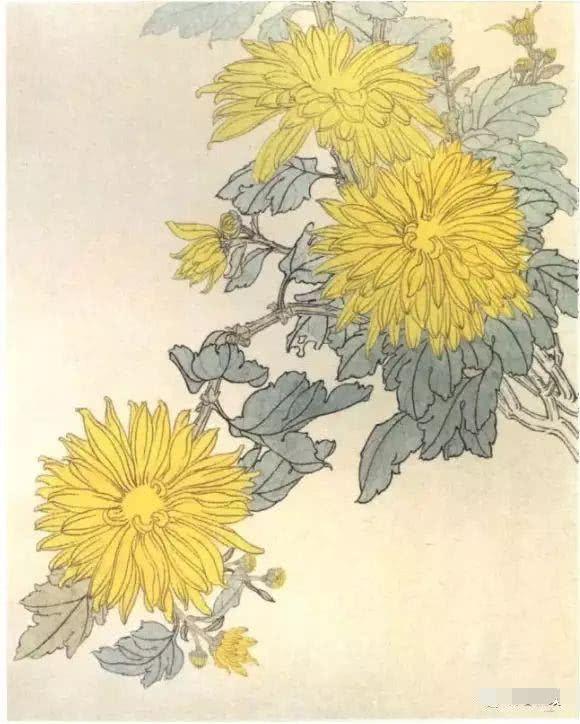 国画工笔菊花画法基础画法示范,工笔菊花上色步骤图,工笔菊花欣赏