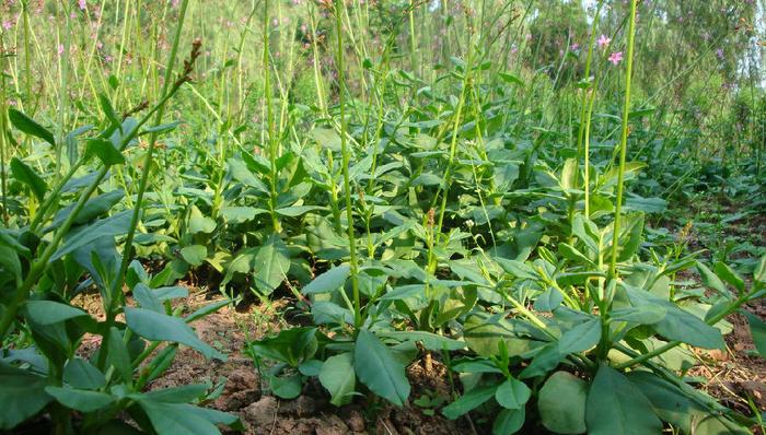 这几种植物最适合种在家门口。四季常青，生机勃勃