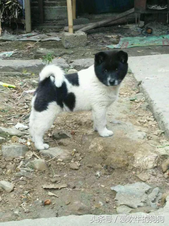 为什么国人要坚持养中华田园犬 这是在传承中国几千年的犬文化 田园 中华 童年 新浪新闻