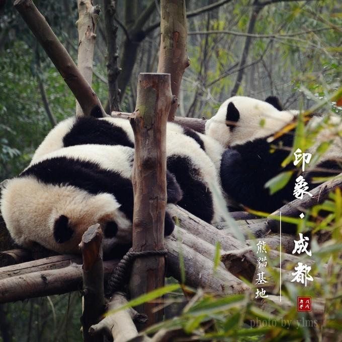 成都游记：从大熊猫基地一路逛到春熙路