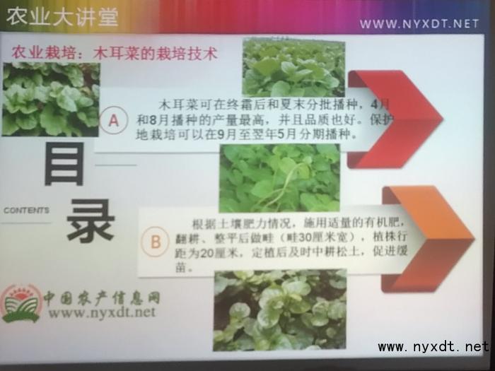 农业栽培：木耳菜的栽培技术
