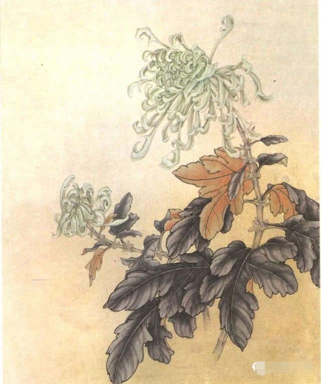 国画工笔菊花画法基础画法示范,工笔菊花上色步骤图,工笔菊花欣赏