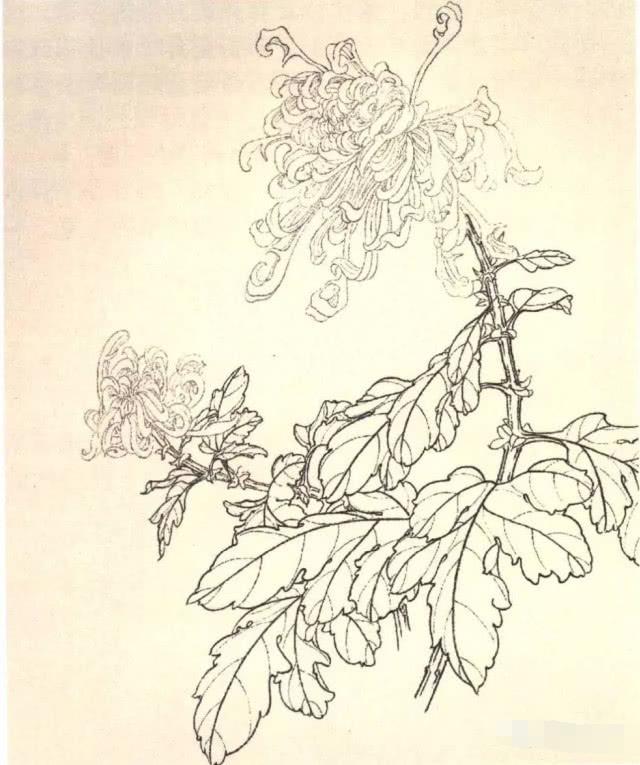 国画工笔菊花画法基础画法示范,工笔菊花上色步骤图,工笔菊花欣赏