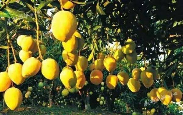 攀枝花芒果熟了!年产15万吨芒果远销海外