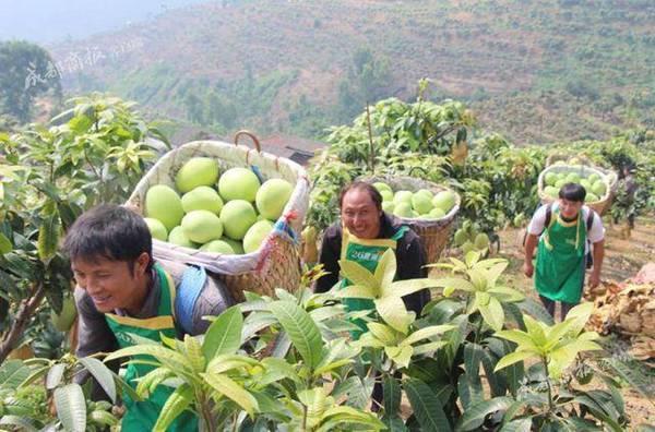 攀枝花芒果熟了!年产15万吨芒果远销海外