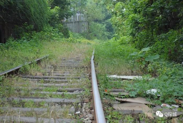 重庆主城9大挖野菜郊游地 免费采摘舌尖上的野味