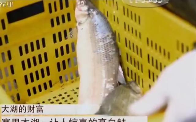 赛里木湖的高白鲑