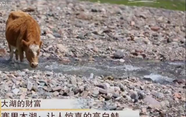 赛里木湖的高白鲑