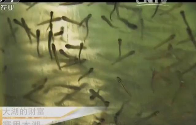 赛里木湖的高白鲑