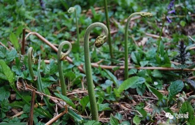 重庆主城9大挖野菜郊游地 免费采摘舌尖上的野味