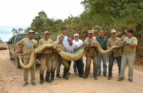 7张超大蟒蛇的实拍照片,图三很“罕见”,你能坚持看到第几张?