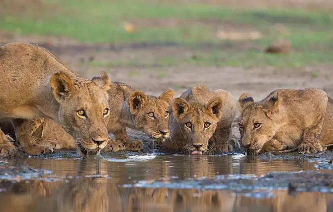 老猴子为何选择减少交友？...