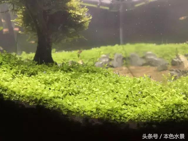 本色水景|绿，草缸带给我们最大的享受，鱼缸造景培训学习开店