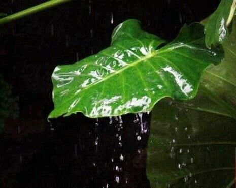 五首经典听雨诗词，带你倚楼听风雨，淡看江湖路