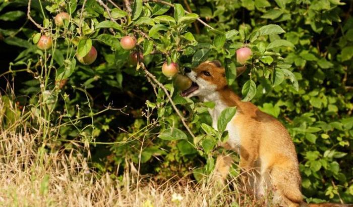 狐狸不是吃鸡和兔子的吗？这只小狐狸三番五次偷吃苹果