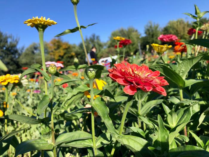 国庆假期北京奥森花海：蔚蓝天空下的百日菊，奥林匹克森林公园