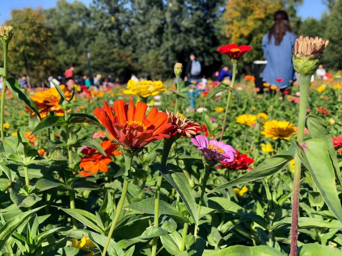 国庆假期北京奥森花海：蔚蓝天空下的百日菊，奥林匹克森林公园