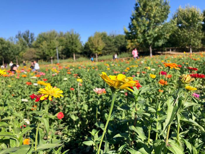 国庆假期北京奥森花海：蔚蓝天空下的百日菊，奥林匹克森林公园