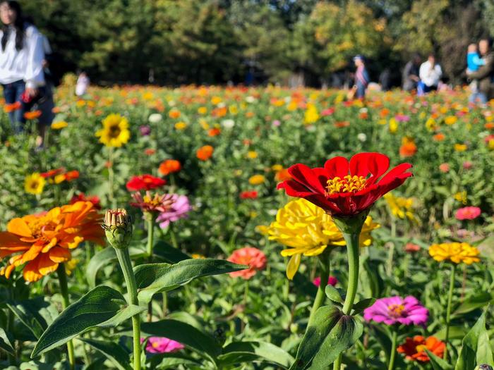 国庆假期北京奥森花海：蔚蓝天空下的百日菊，奥林匹克森林公园