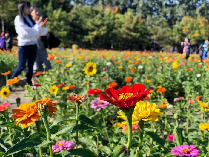 国庆假期北京奥森花海：蔚蓝天空下的百日菊，奥林匹克森林公园