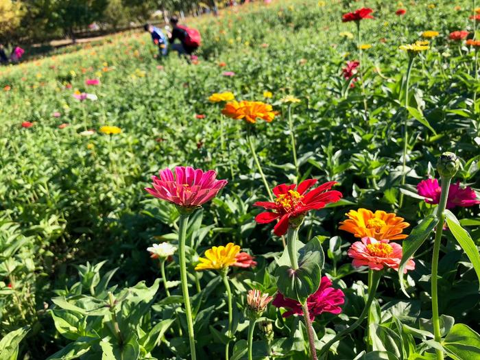 国庆假期北京奥森花海：蔚蓝天空下的百日菊，奥林匹克森林公园