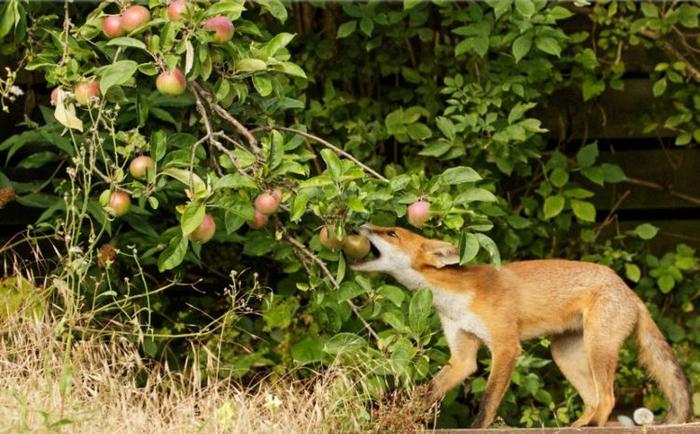 狐狸不是吃鸡和兔子的吗？这只小狐狸三番五次偷吃苹果