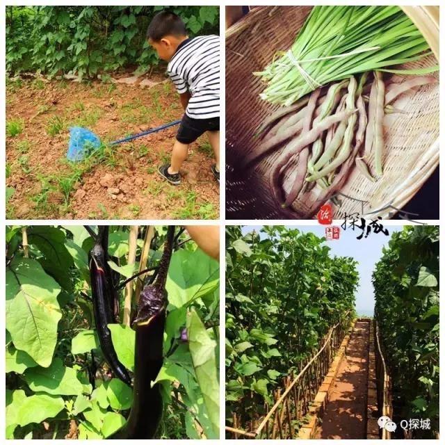 重庆主城9大挖野菜郊游地 免费采摘舌尖上的野味