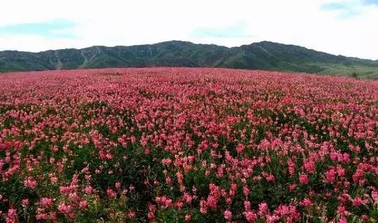 乌鲁木齐石人沟山花烂漫，赏花攻略已就绪，就问你约不约！