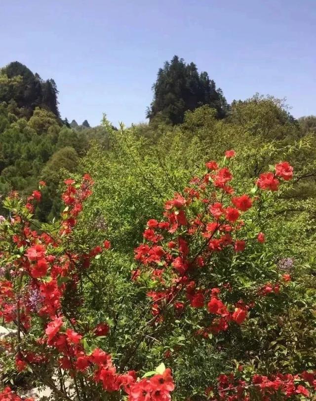 旅游：魅力庄浪之 关山大景区……！