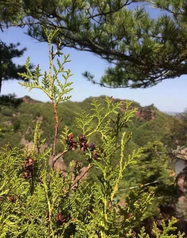 旅游：魅力庄浪之 关山大景区……！