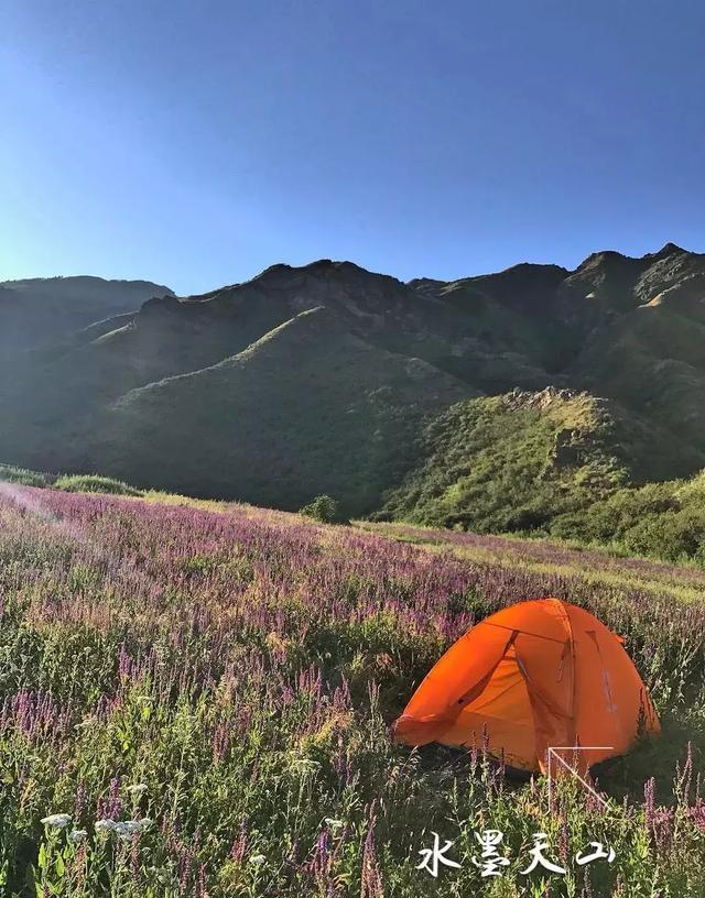 乌鲁木齐石人沟山花烂漫，赏花攻略已就绪，就问你约不约！